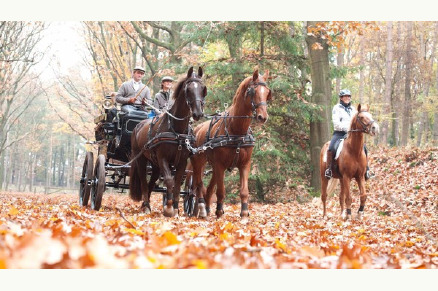 Paardenhotel De Cantharel VMP118